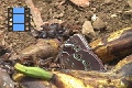Sene 22_Morpho 9 Morho at babana bait